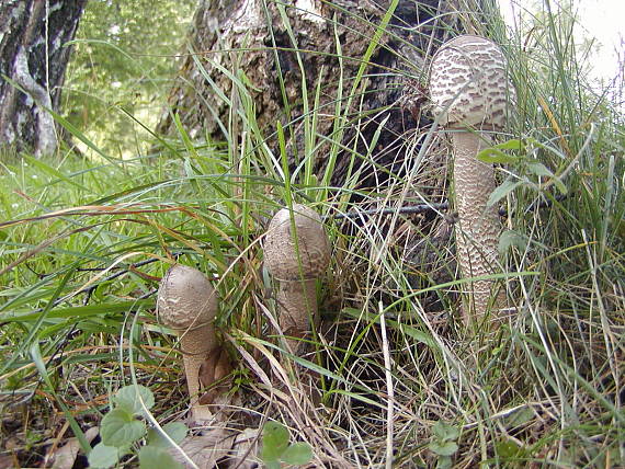 bedľa vysoká Macrolepiota procera (Scop.) Singer