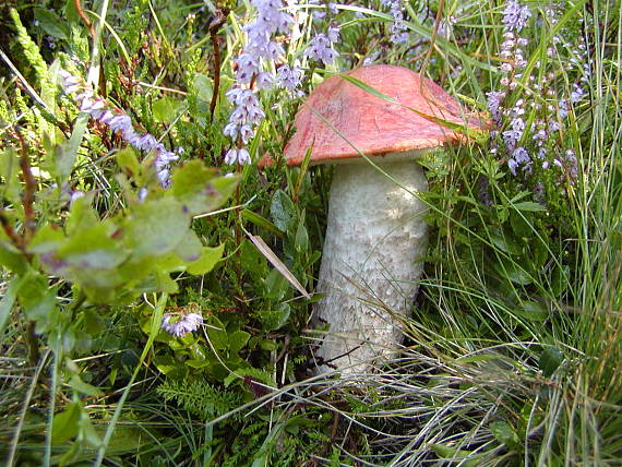 cervenak Leccinum sp.