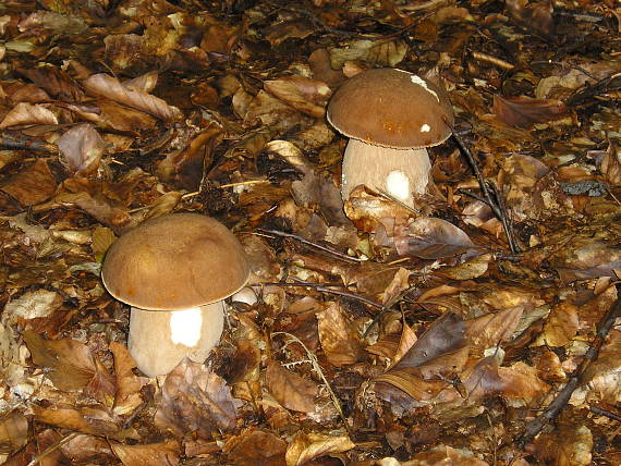 hríby dubové Boletus reticulatus Schaeff.