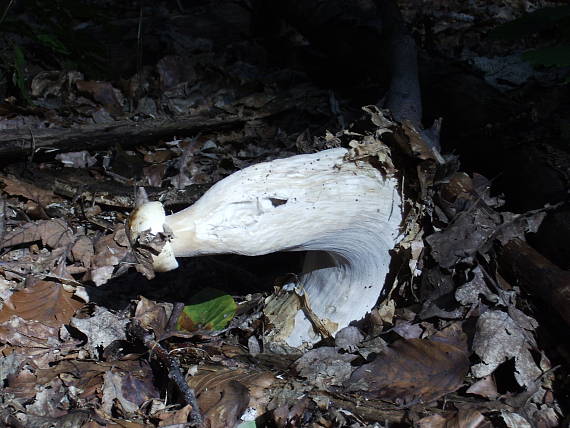 hríb smrekový Boletus edulis Bull.