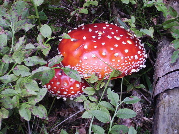 muchotrávka červená Amanita muscaria (L.) Lam.