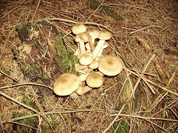 podpňovka obyčajná Armillaria mellea (Vahl) P. Kumm.