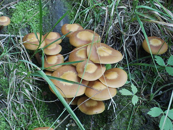 šupinovka menlivá Kuehneromyces mutabilis (Schaeff.) Singer & A.H. Sm.