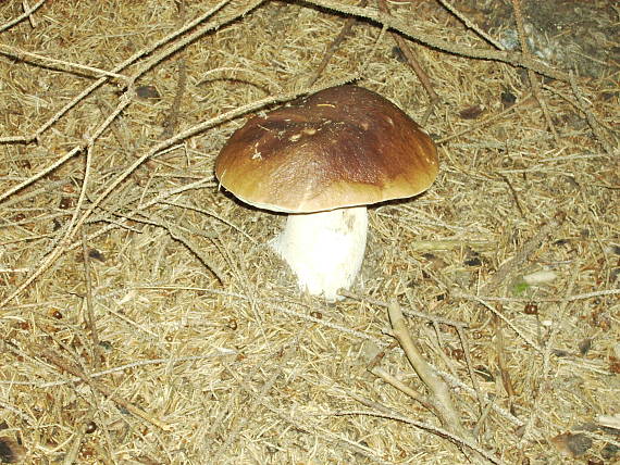 hríb smrekový Boletus edulis Bull.