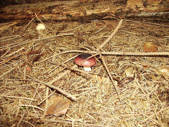 plávka Russula sp.