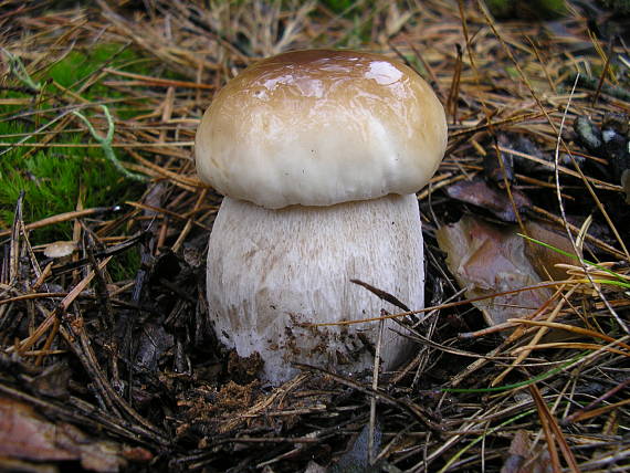 hríb smrekový Boletus edulis Bull.