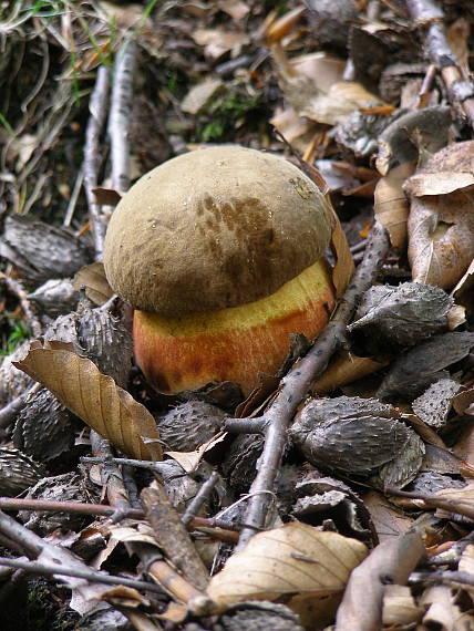 hríb zrnitohlúbikový Sutorius luridiformis (Rostk.) G. Wu & Zhu L. Yang