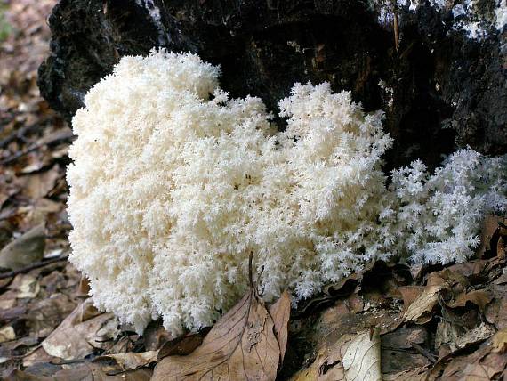 koralovec bukový Hericium coralloides (Scop.) Pers.