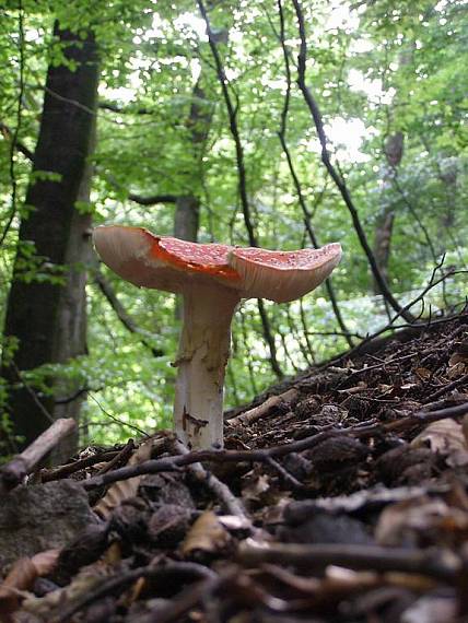 muchotrávka červená Amanita muscaria (L.) Lam.