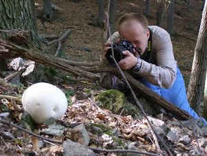 rozpadavec obrovský Calvatia gigantea (Batsch) Lloyd