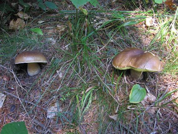 hríb Boletus sp.