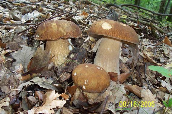 hríb dubový Boletus reticulatus Schaeff.