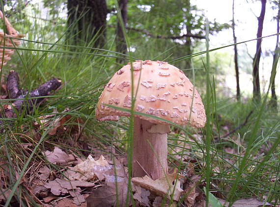 muchotrávka červenkastá Amanita rubescens Pers.