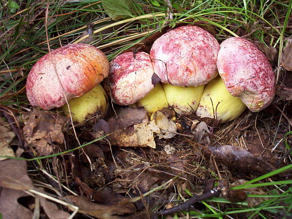 hríb kráľovský Butyriboletus regius (Krombh.) D. Arora & J.L. Frank