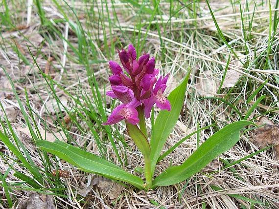 vstavačovec bazový Dactylorhiza sambucina (L.) Soó