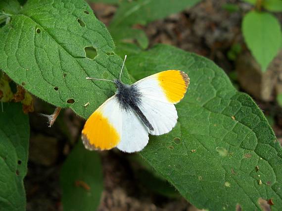 mlynárik žeruchový Anthocharis cardamines Linnaeus