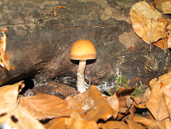 drobuľka vodomilná Psathyrella piluliformis (Bull.) P.D. Orton