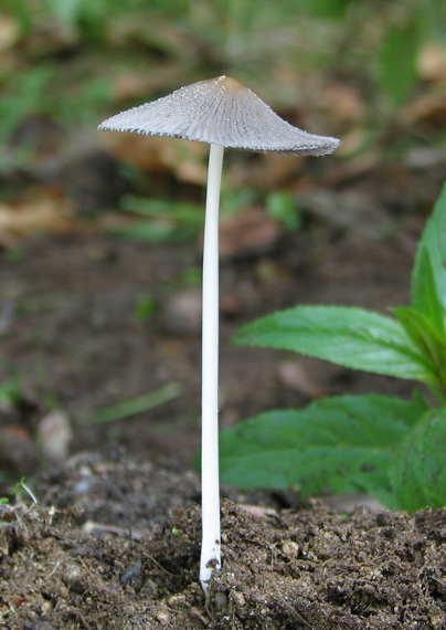 hnojník ??? Coprinus sp.