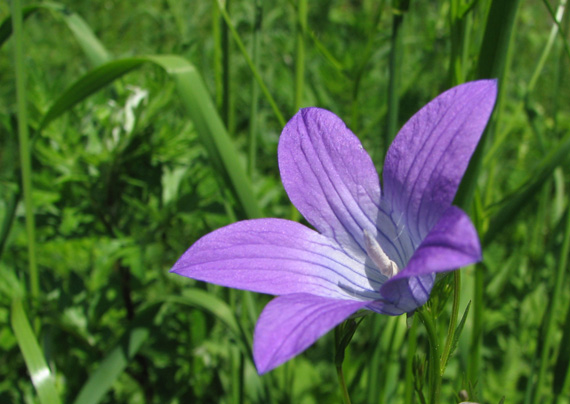 zvonček konáristý Campanula patula L.