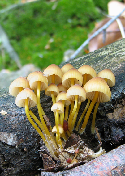 prilbička žltohlúbiková Mycena renati Quél.