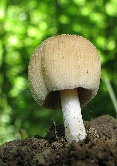 hnojník ligotavý Coprinellus micaceus (Bull.) Vilgalys, Hopple & Jacq. Johnson