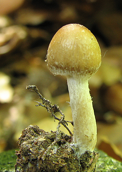 drobuľka Psathyrella sp.