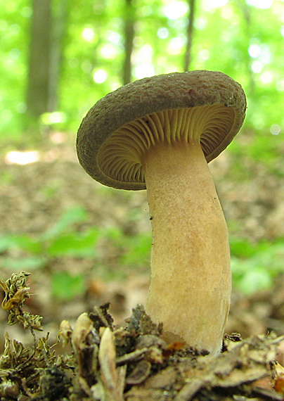 rýdzik Lactarius sp.