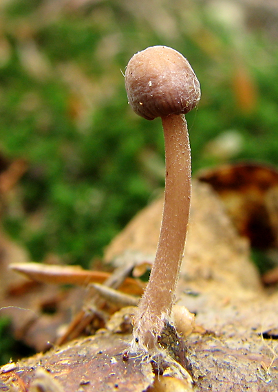 prilbička Mycena sp.