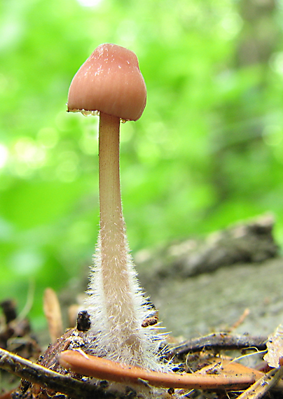 prilbička Mycena sp.