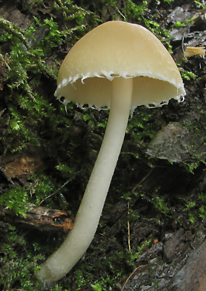 drobuľka Candolleova Psathyrella candolleana (Fr.) Maire