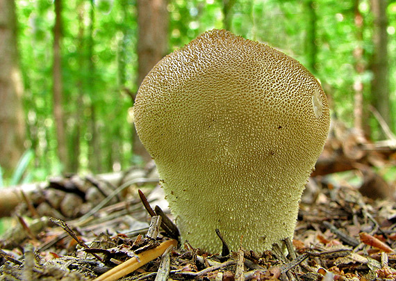 prášnica bradavičnatá Lycoperdon perlatum Pers.