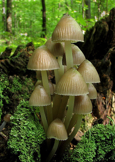 prilbička Mycena sp.