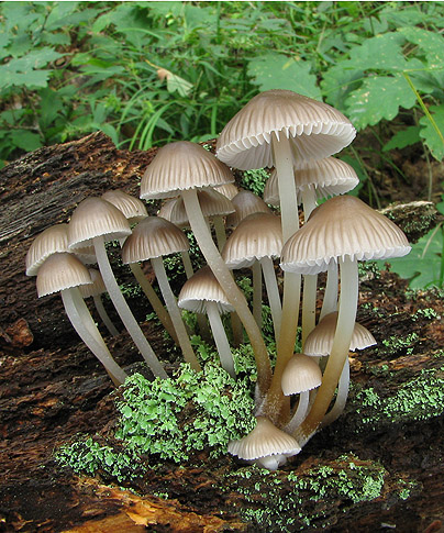 prilbička Mycena sp.