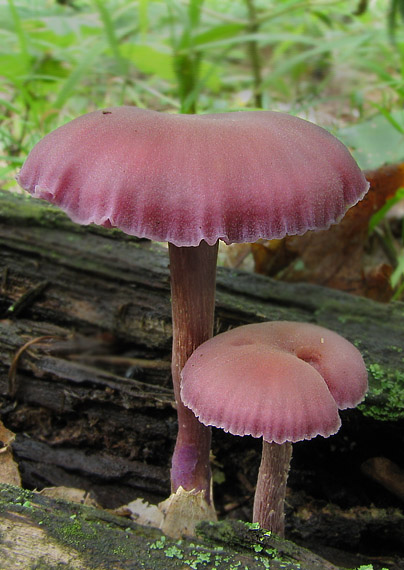 lakovka ametystová Laccaria amethystina (Huds.) Cooke