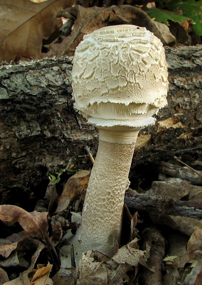 bedľa vysoká Macrolepiota procera (Scop.) Singer