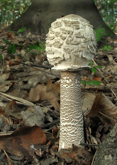 bedľa vysoká Macrolepiota procera (Scop.) Singer