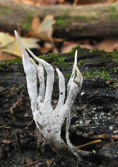 drevnatec parohatý Xylaria hypoxylon (L.) Grev.