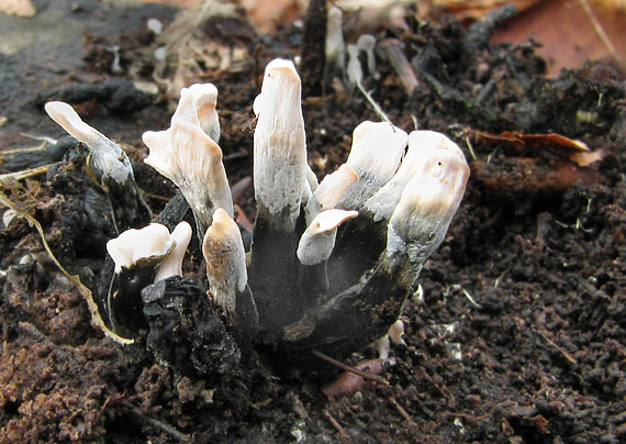 drevnatec parohatý Xylaria hypoxylon (L.) Grev.