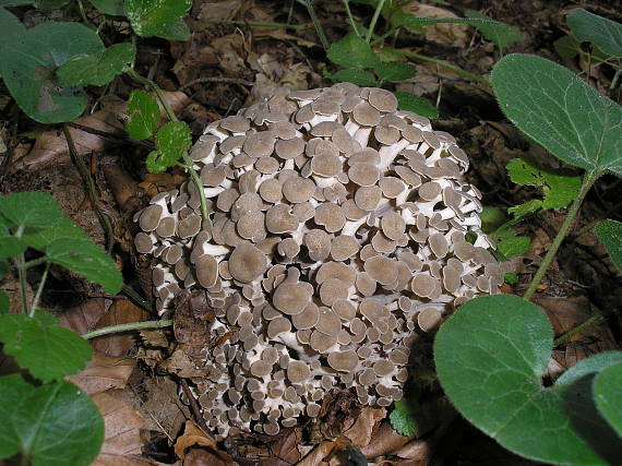 trúdnik klobúčkatý Polyporus umbellatus (Pers.) Fr.