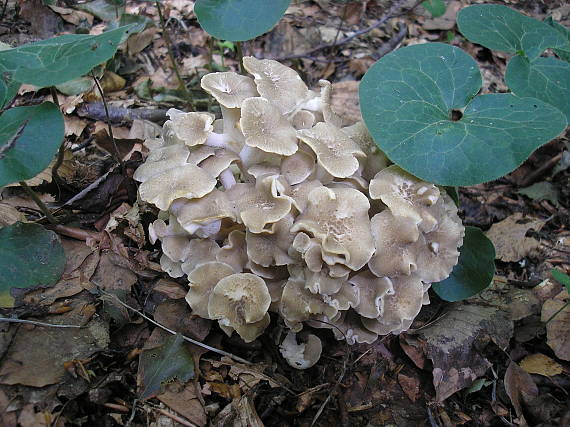 trúdnik klobúčkatý Polyporus umbellatus (Pers.) Fr.