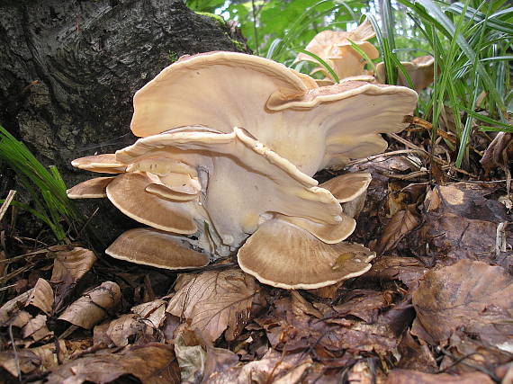 vejárovec obrovský Meripilus giganteus (Pers.) P. Karst.