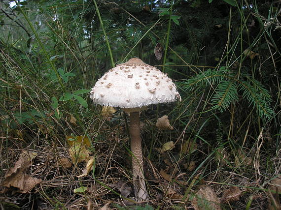 bedľa vysoká Macrolepiota procera (Scop.) Singer