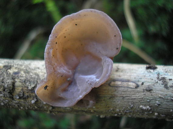 uchovec bazový Auricularia auricula-judae (Bull.) Quél.