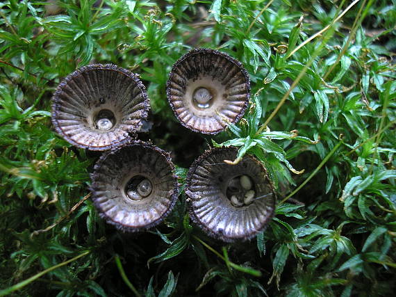 čiaškovec pásikavý Cyathus striatus (Huds.) Willd.