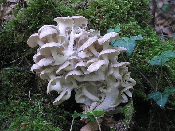 trúdnik klobúčkatý Polyporus umbellatus (Pers.) Fr.