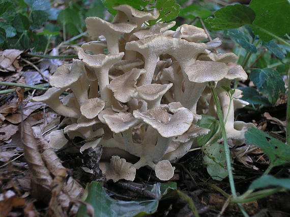 trúdnik klobúčkatý Polyporus umbellatus (Pers.) Fr.