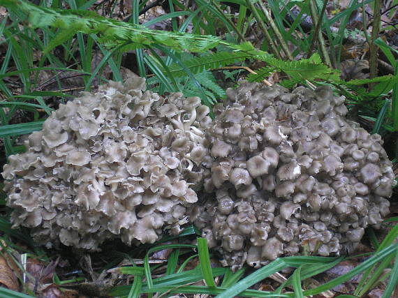 trúdnik klobúčkatý Polyporus umbellatus (Pers.) Fr.