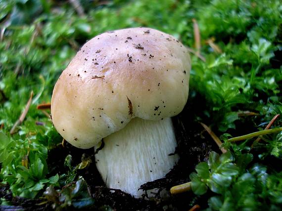 hríb smrekový Boletus edulis Bull.