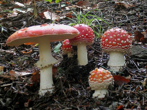 muchotrávka červená Amanita muscaria (L.) Lam.