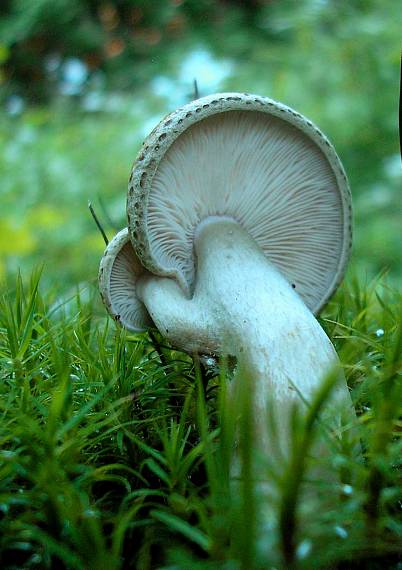 rýdzik Lactarius sp.